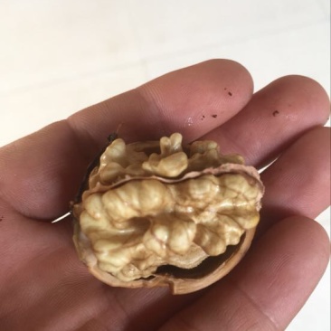 香玲核桃苗100~150cm一年苗