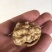 香玲核桃苗100~150cm一年苗