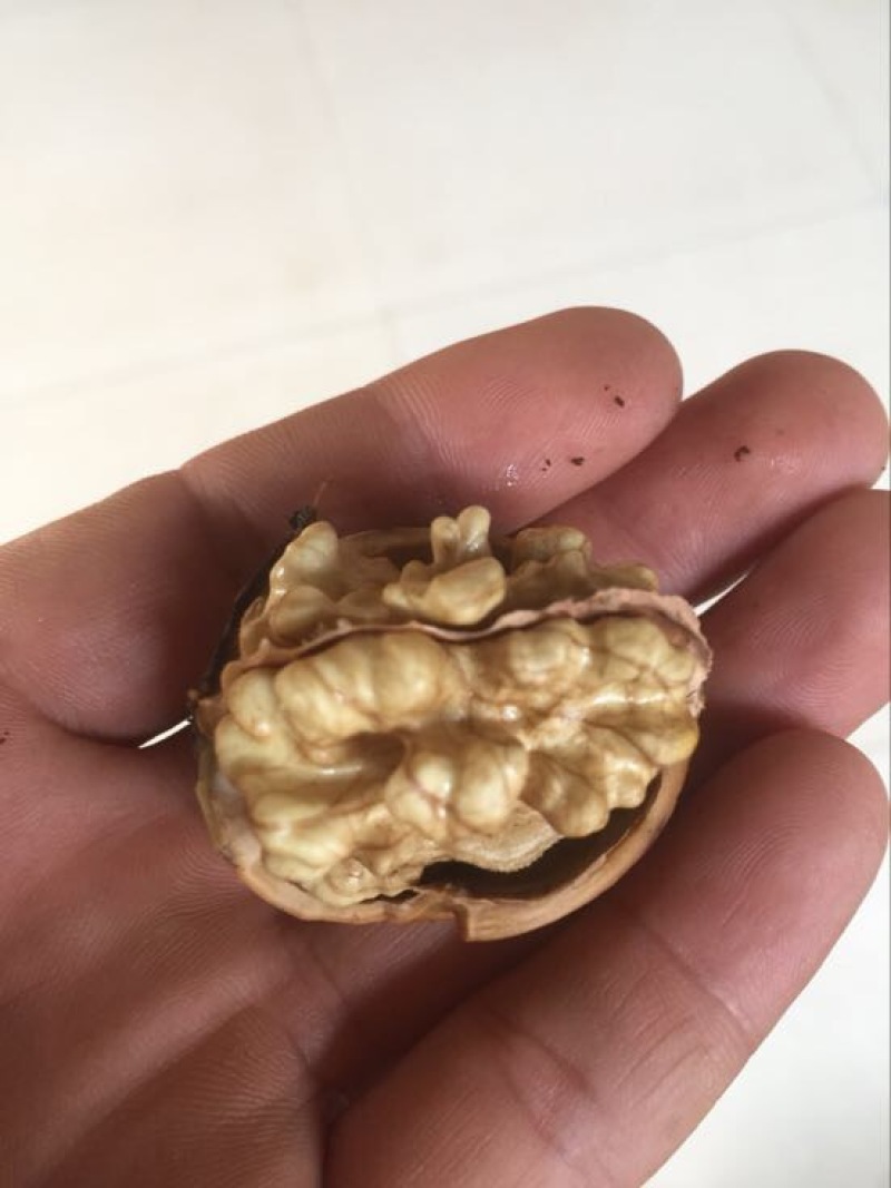 香玲核桃苗100~150cm一年苗