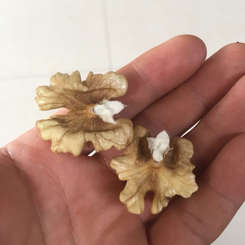 香玲核桃苗100~150cm一年苗