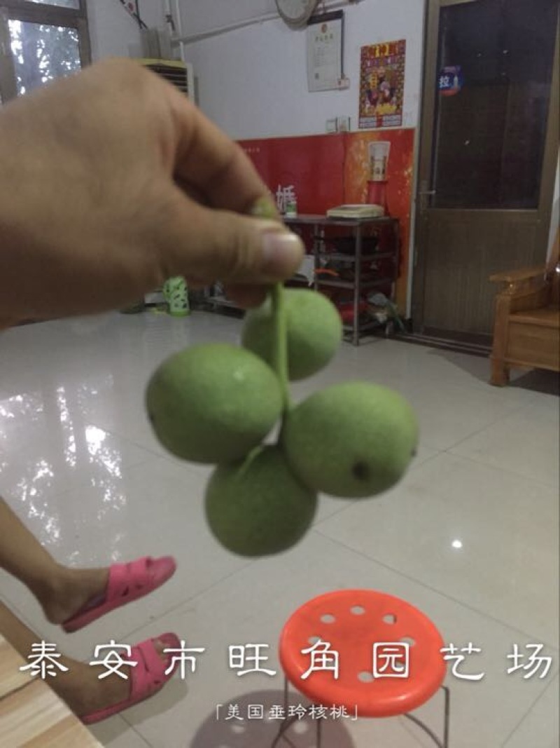 香玲核桃苗100~150cm一年苗