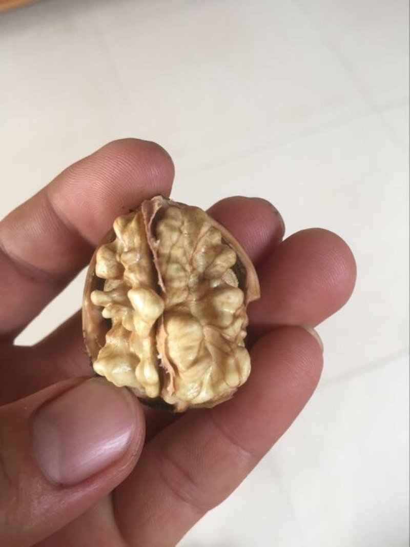 香玲核桃苗100~150cm一年苗