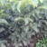 香玲核桃苗100~150cm一年苗