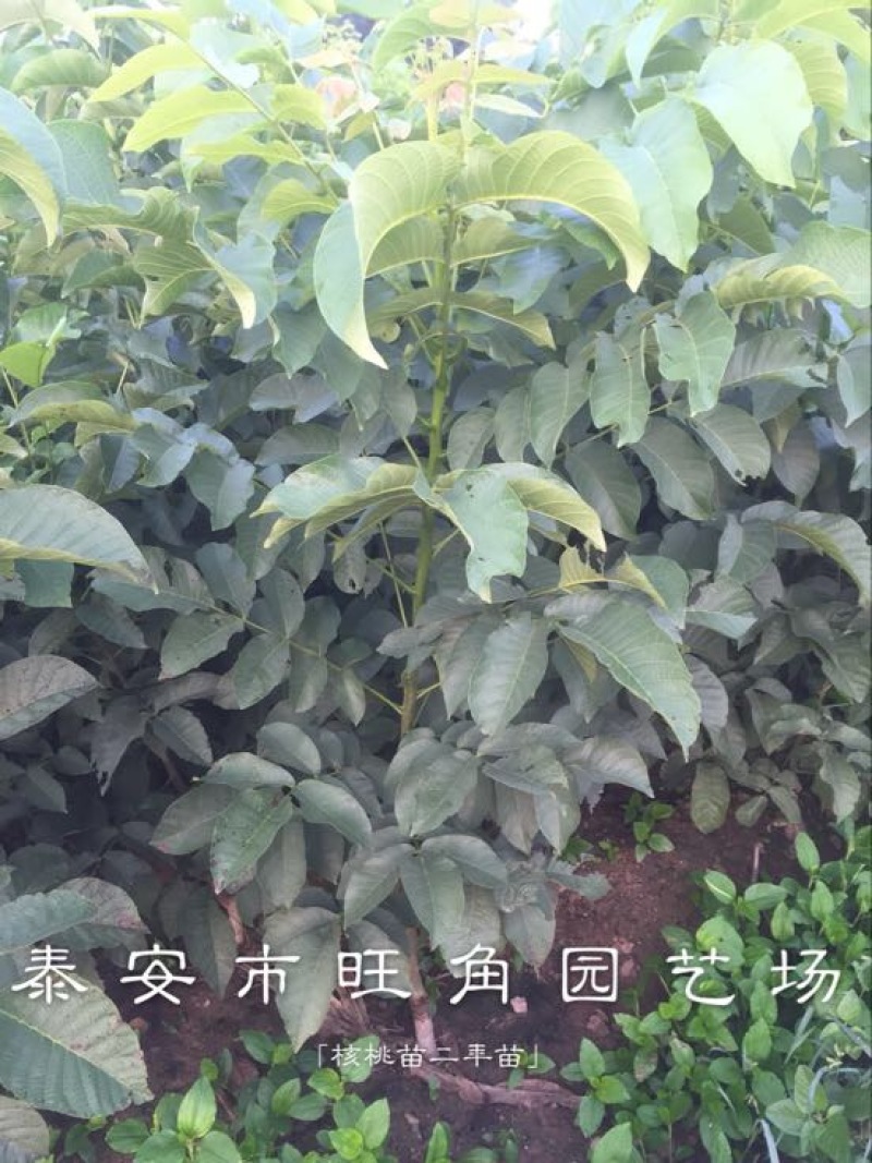 香玲核桃苗100~150cm一年苗