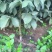 香玲核桃苗100~150cm一年苗