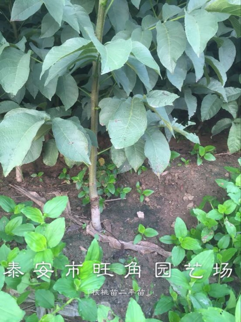 香玲核桃苗100~150cm一年苗