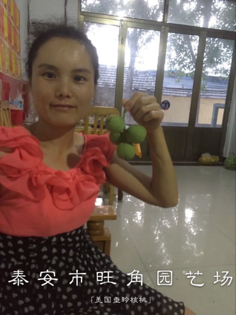 香玲核桃苗100~150cm一年苗