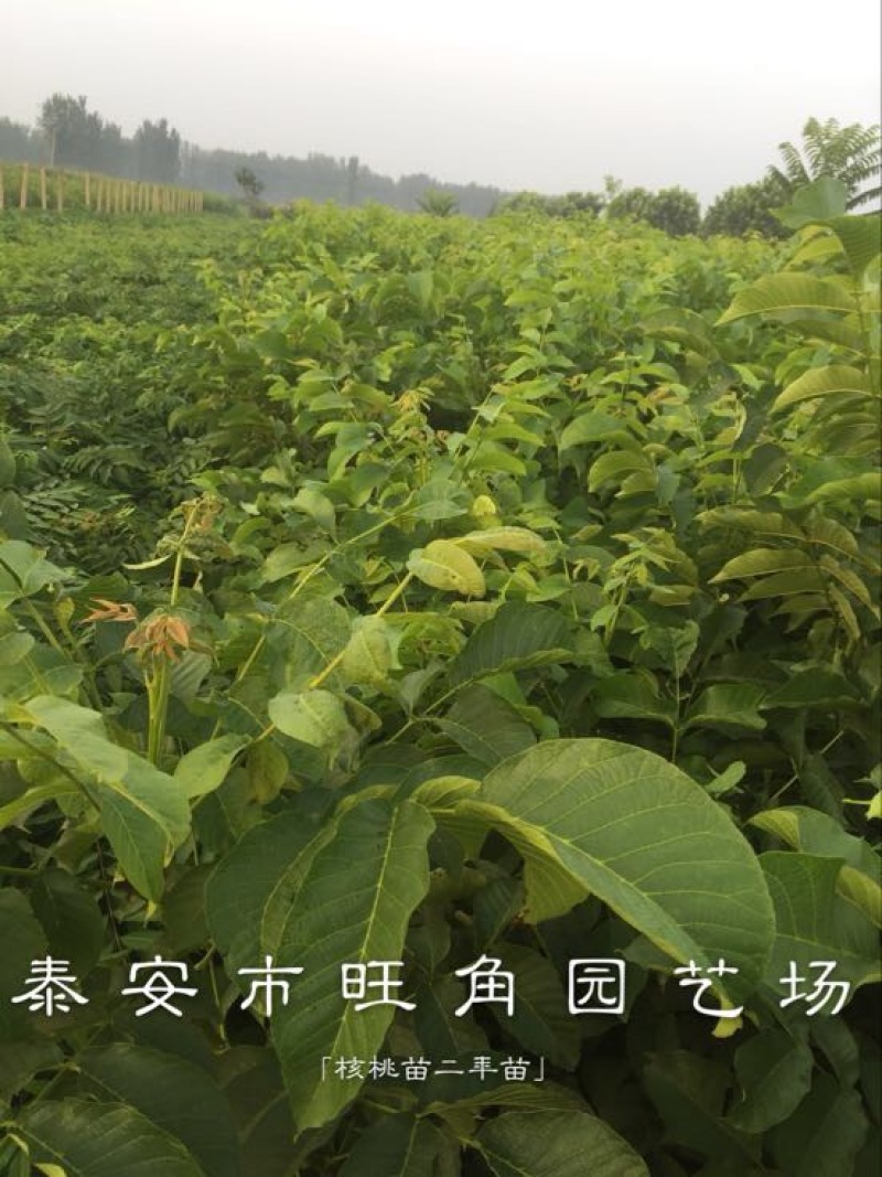 香玲核桃苗100~150cm一年苗