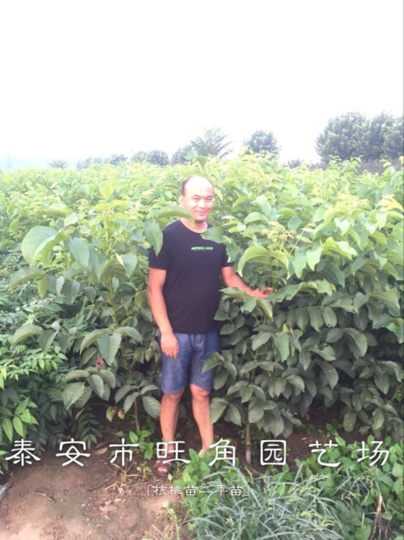 香玲核桃苗100~150cm一年苗