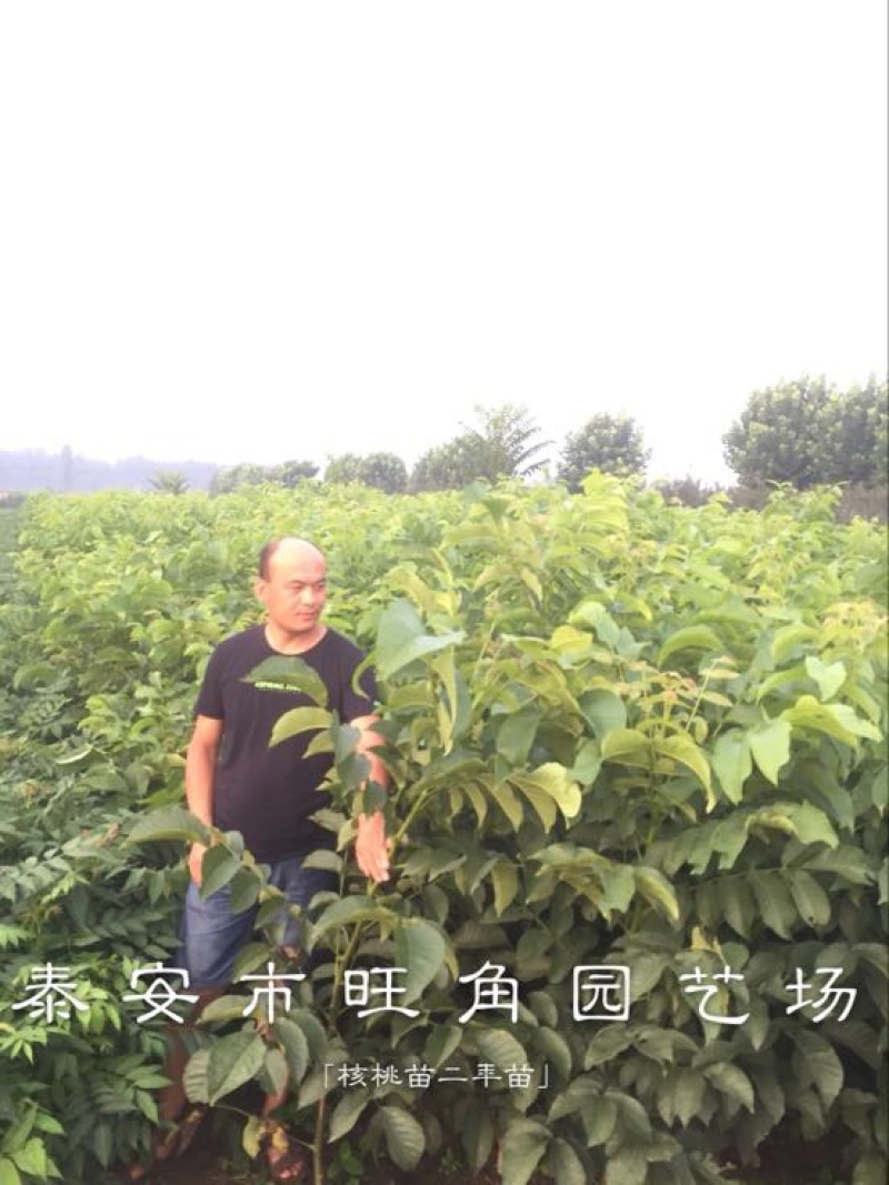 香玲核桃苗100~150cm一年苗