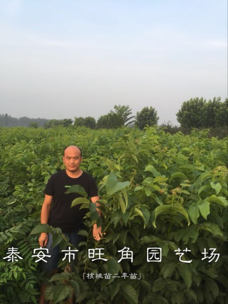 香玲核桃苗100~150cm一年苗