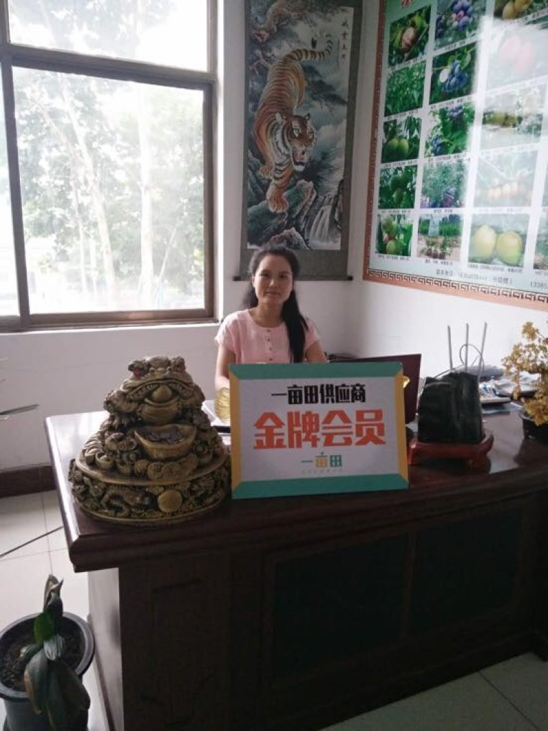 香玲核桃苗100~150cm一年苗