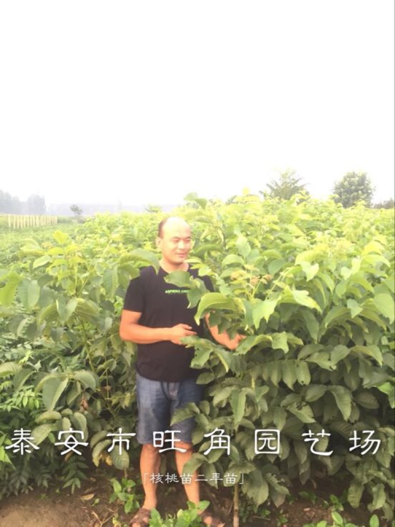 香玲核桃苗100~150cm一年苗