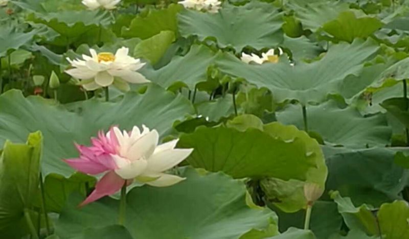 莲蓬8cm以上