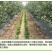 1.2米宽防草布除草布PE聚乙烯材