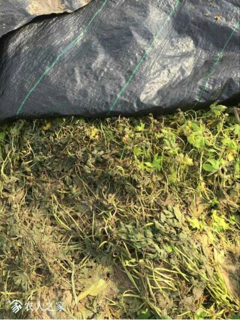 1.2米宽防草布除草布PE聚乙烯材