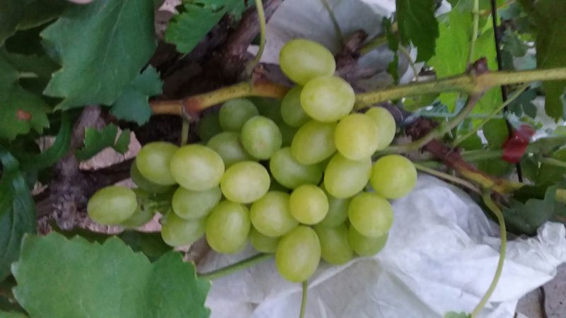 维多利亚葡萄1.5~2斤5%以下