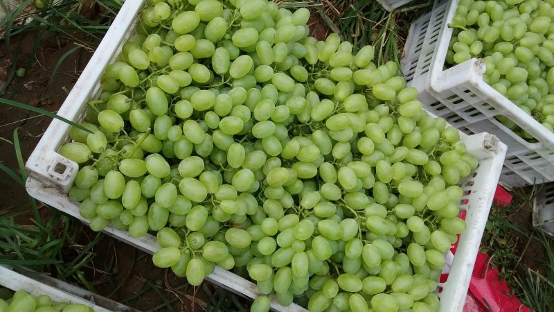 维多利亚葡萄1.5~2斤5%以下