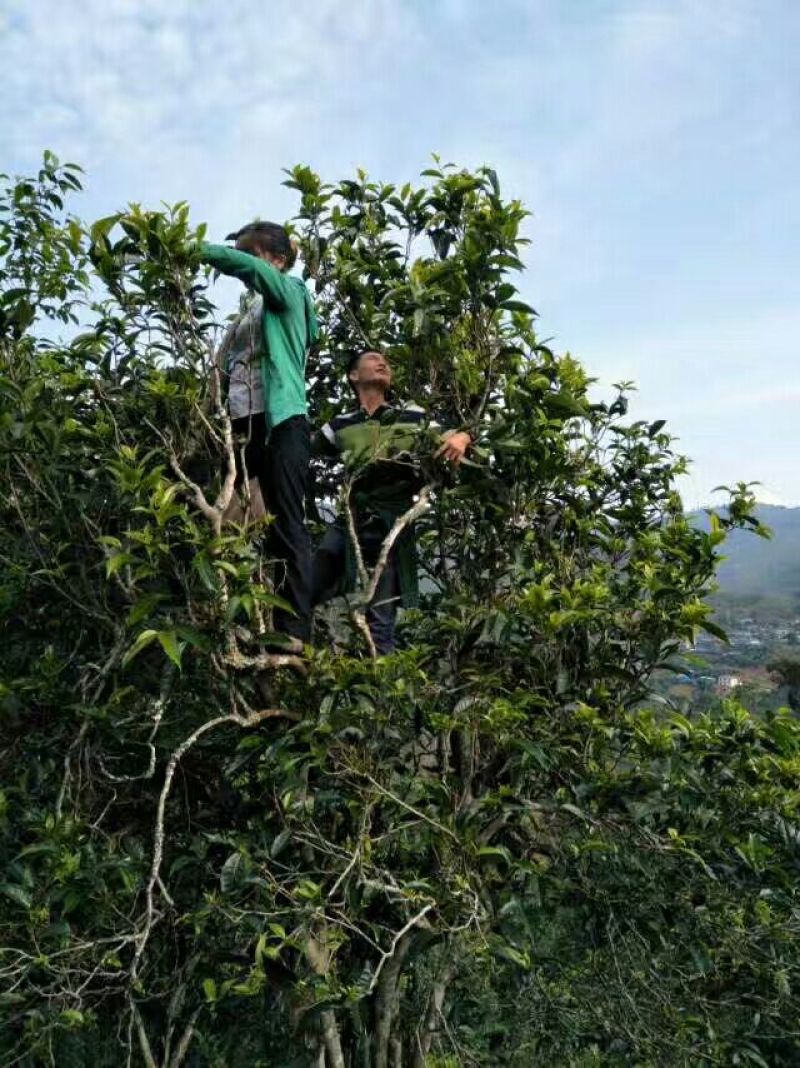 普洱茶一级
