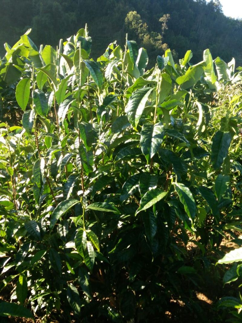 普洱茶一级