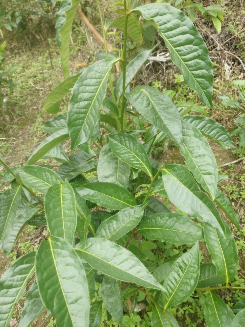 普洱茶一级