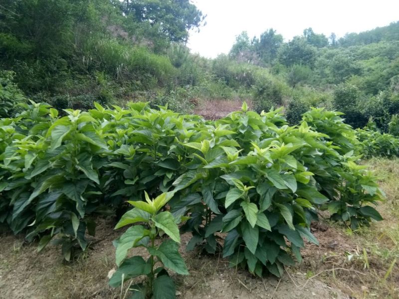玄参统货