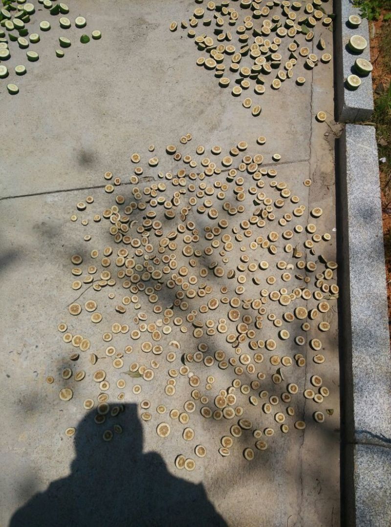 枳壳