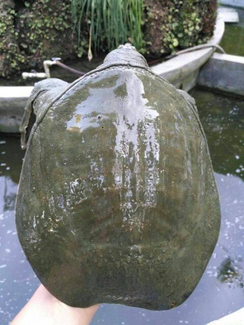 生态甲鱼2~2.5斤