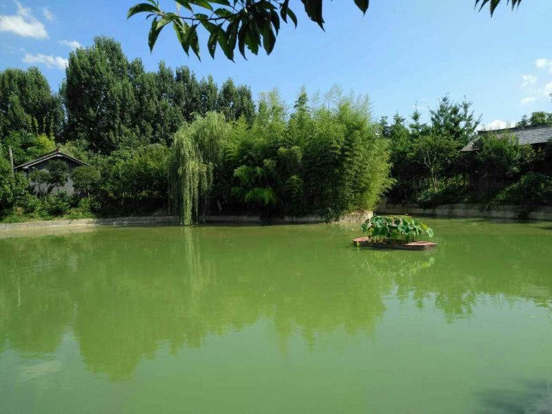 生态甲鱼2~2.5斤