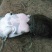 生态甲鱼2~2.5斤