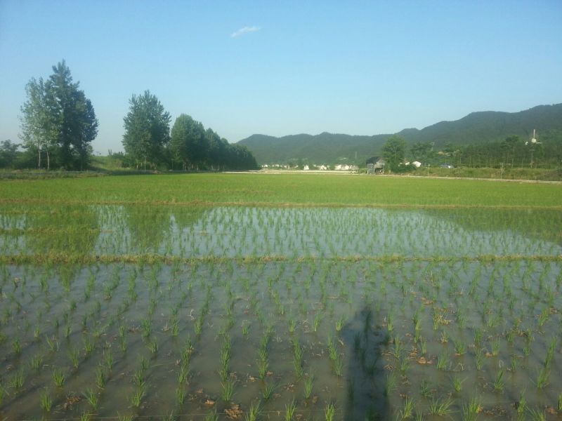 生态甲鱼2~2.5斤