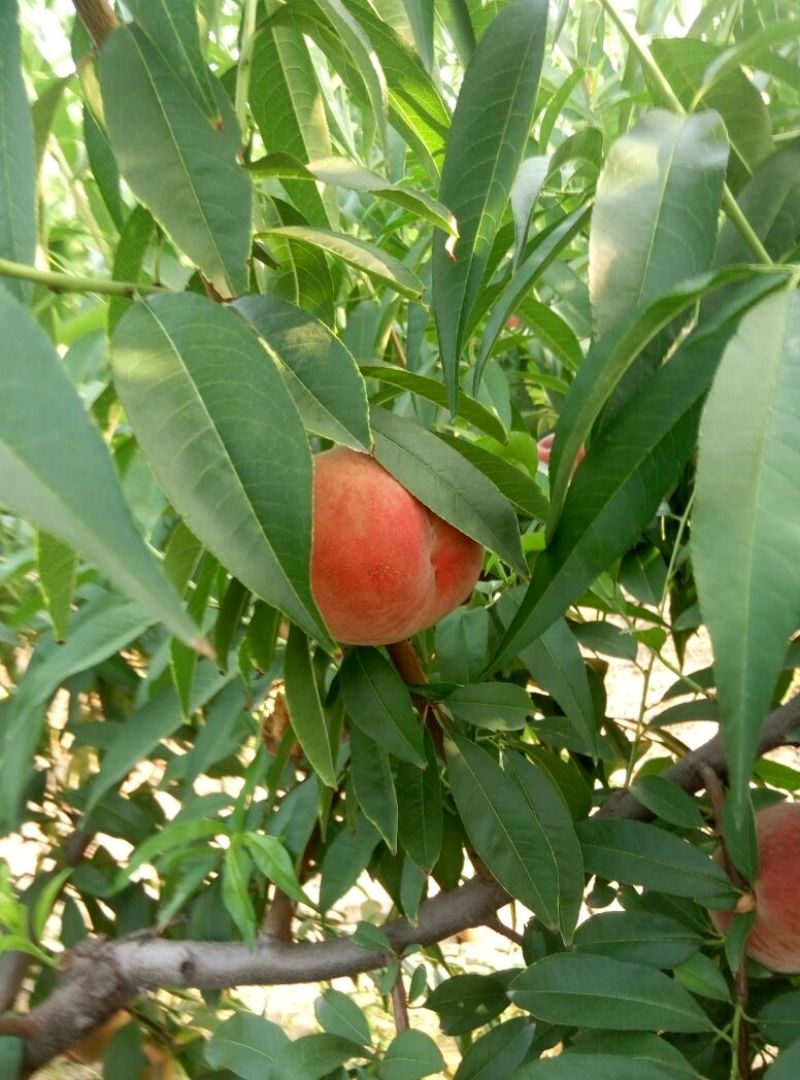 陕西大荔郑五，阿布白，桃王，北京8号大量上市中，