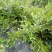 美登蓝莓鲜果4~6mm以上