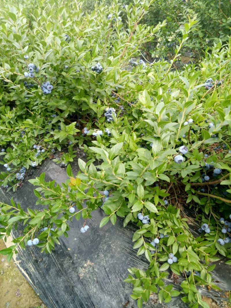 美登蓝莓鲜果4~6mm以上