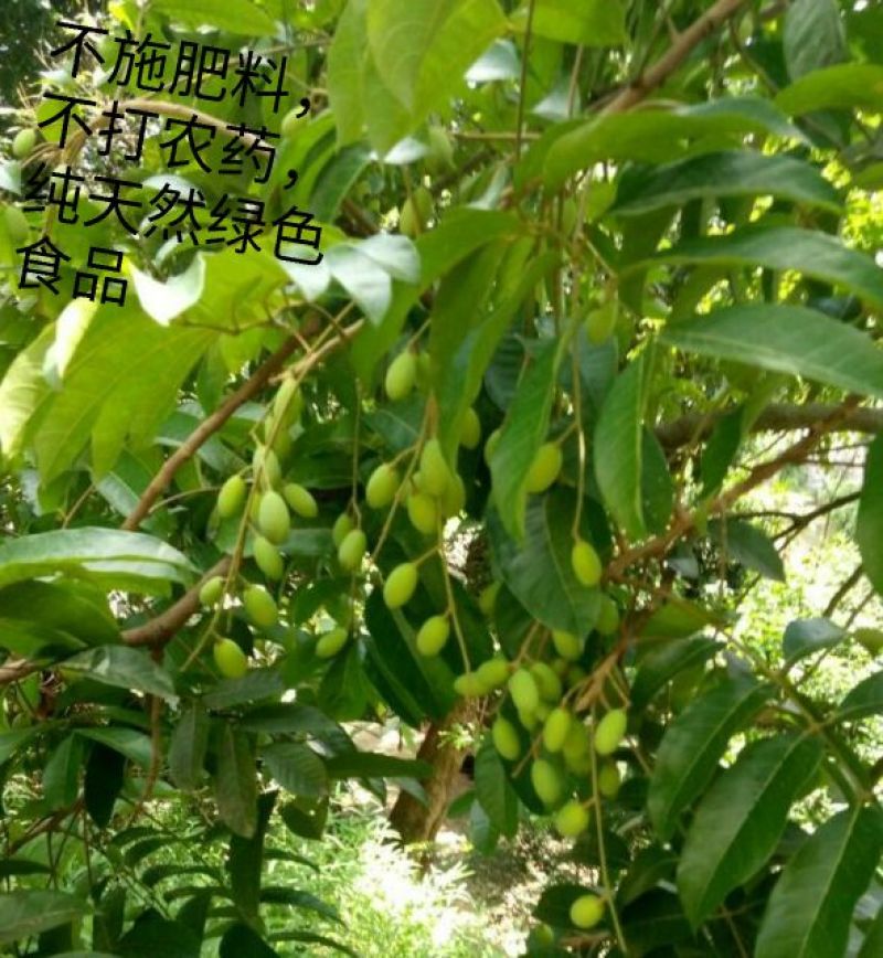 橄榄10g以上