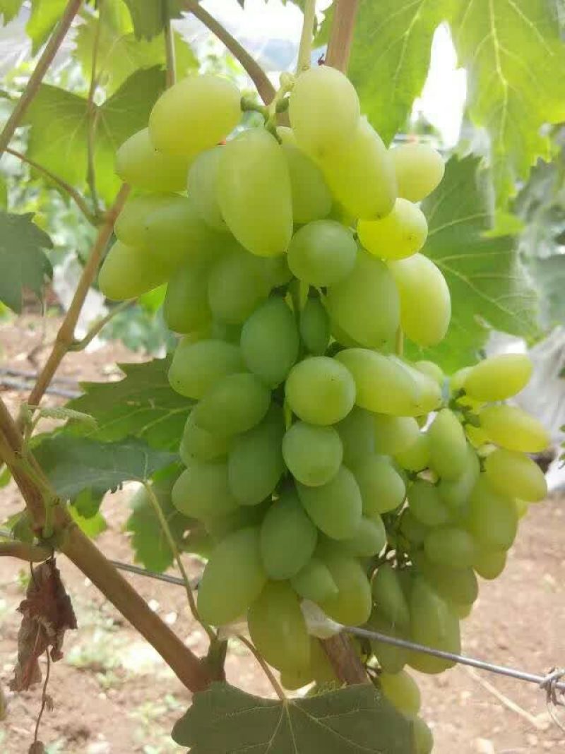 金手指葡萄苗1年50~80cm保证纯度保证质量假一赔