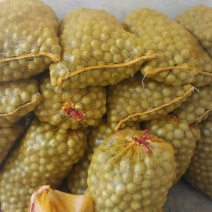 大量青皮核桃上市优良核桃基地