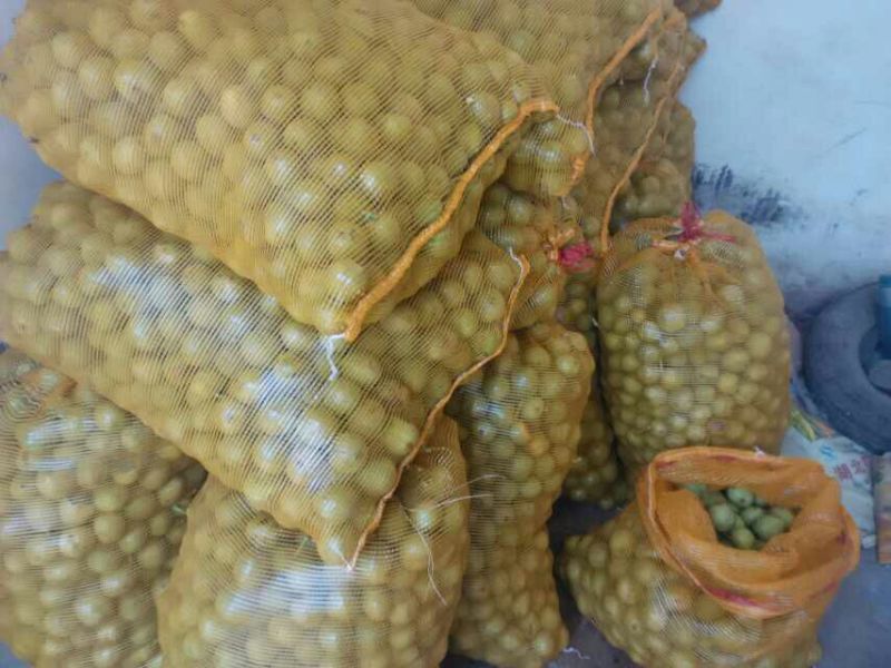 大量青皮核桃上市优良核桃基地