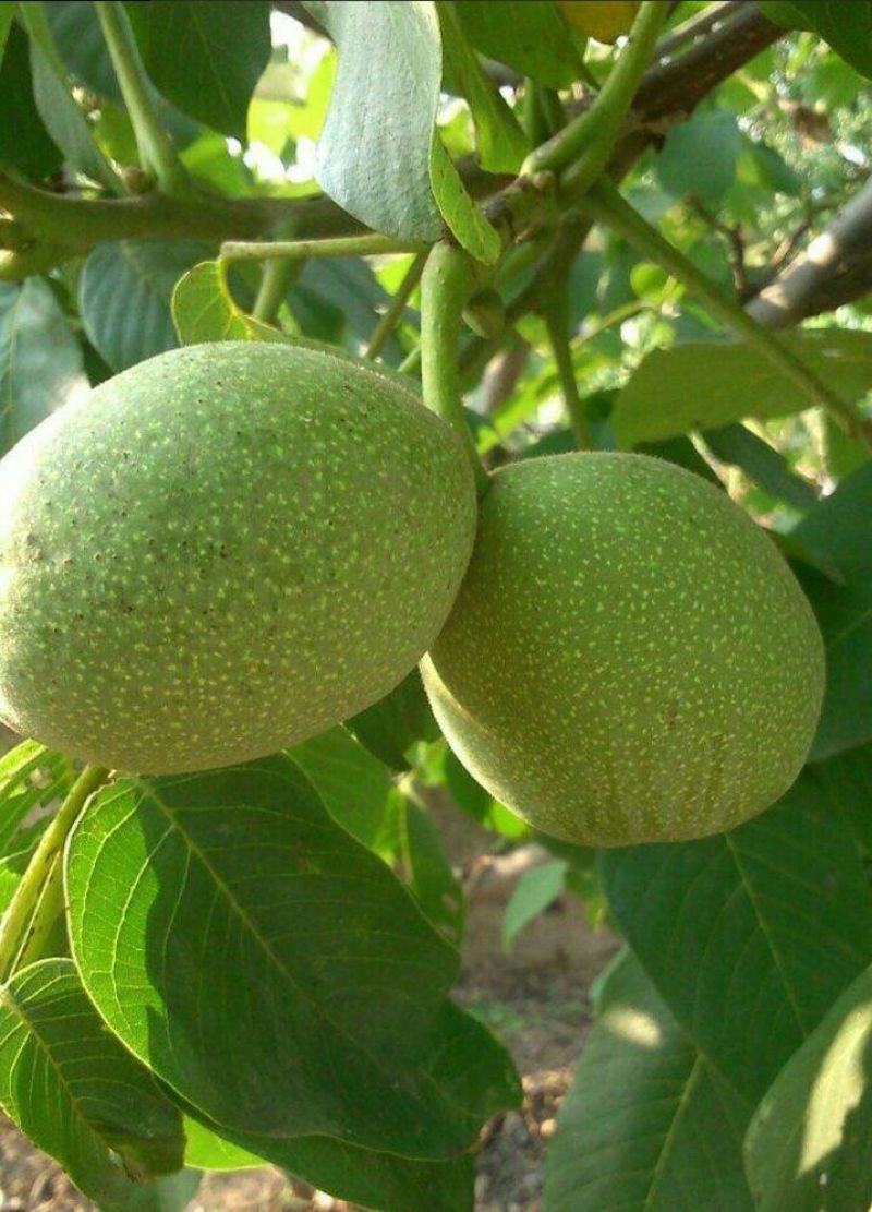 大量青皮核桃上市优良核桃基地