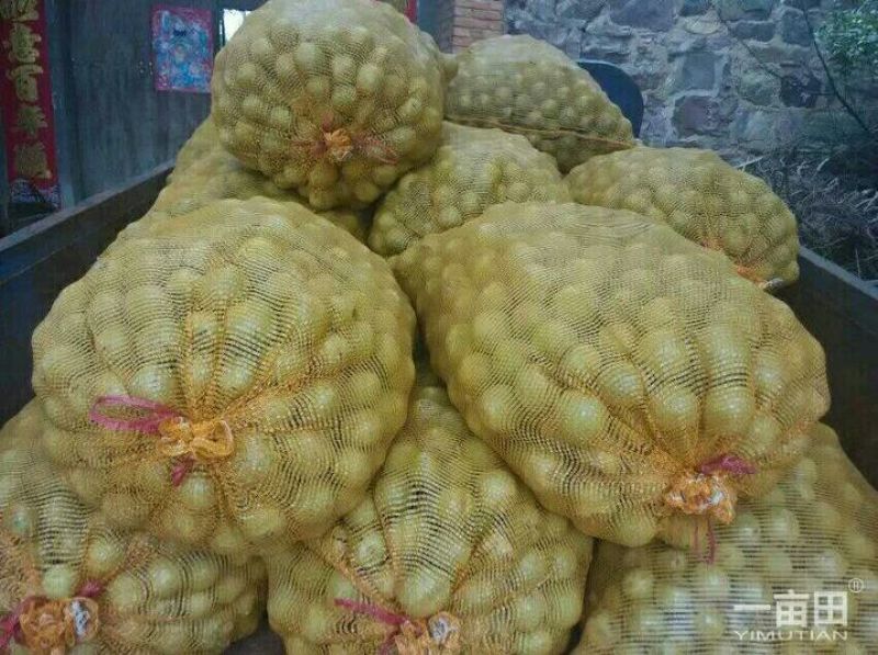 大量青皮核桃上市优良核桃基地