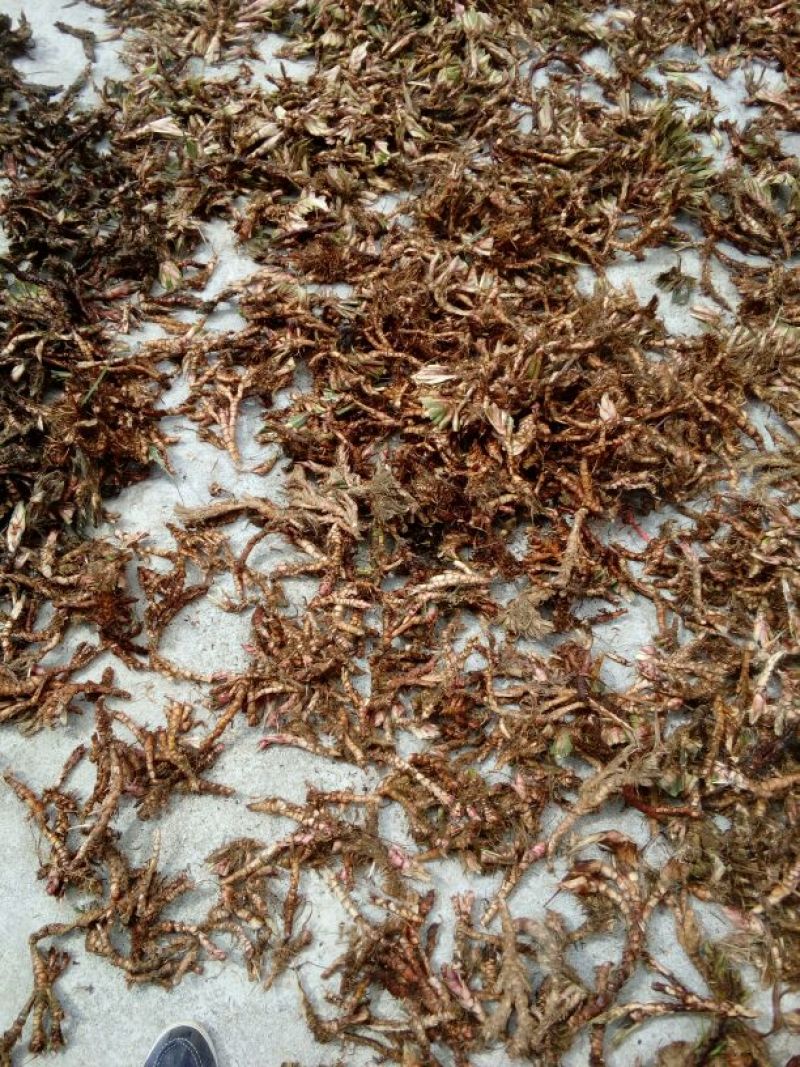 石菖蒲统条