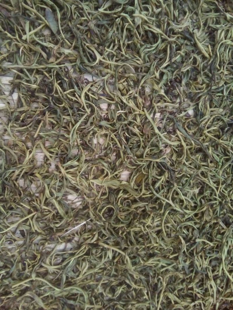 百年大树茶一级