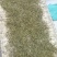 百年大树茶一级
