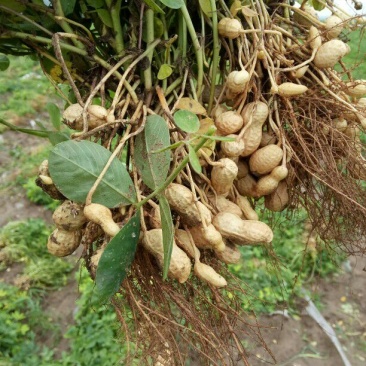 带壳花生鲜货带壳