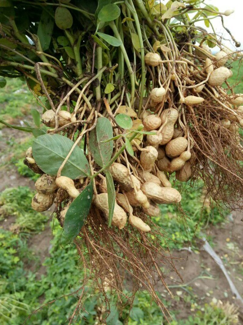 带壳花生鲜货带壳