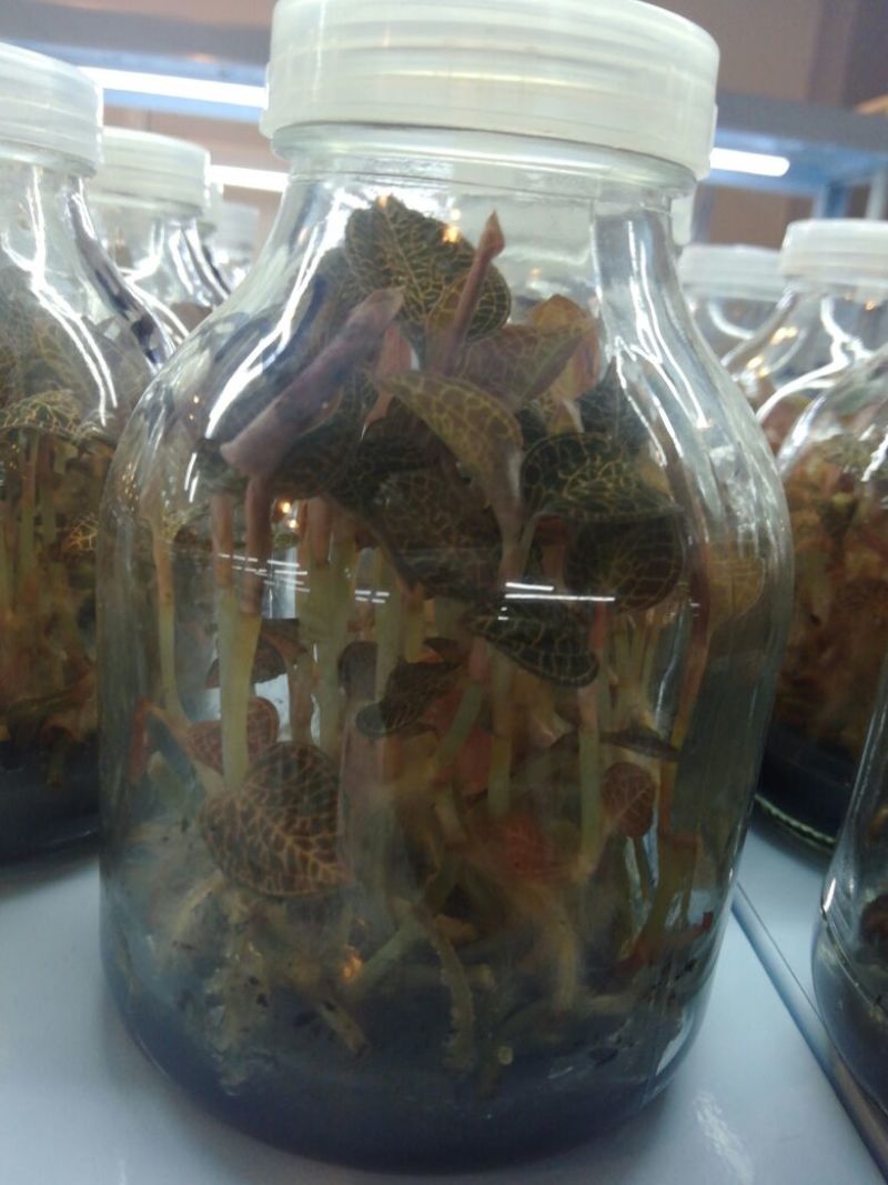 金线莲种苗8~10cm