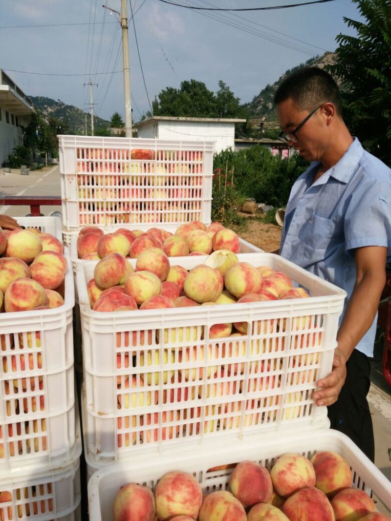 仓方早生桃80mm以上