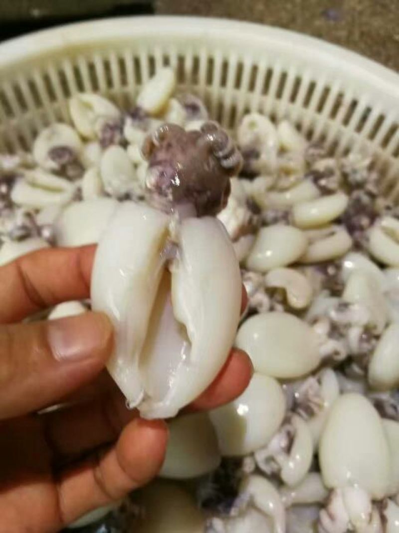 墨鱼仔