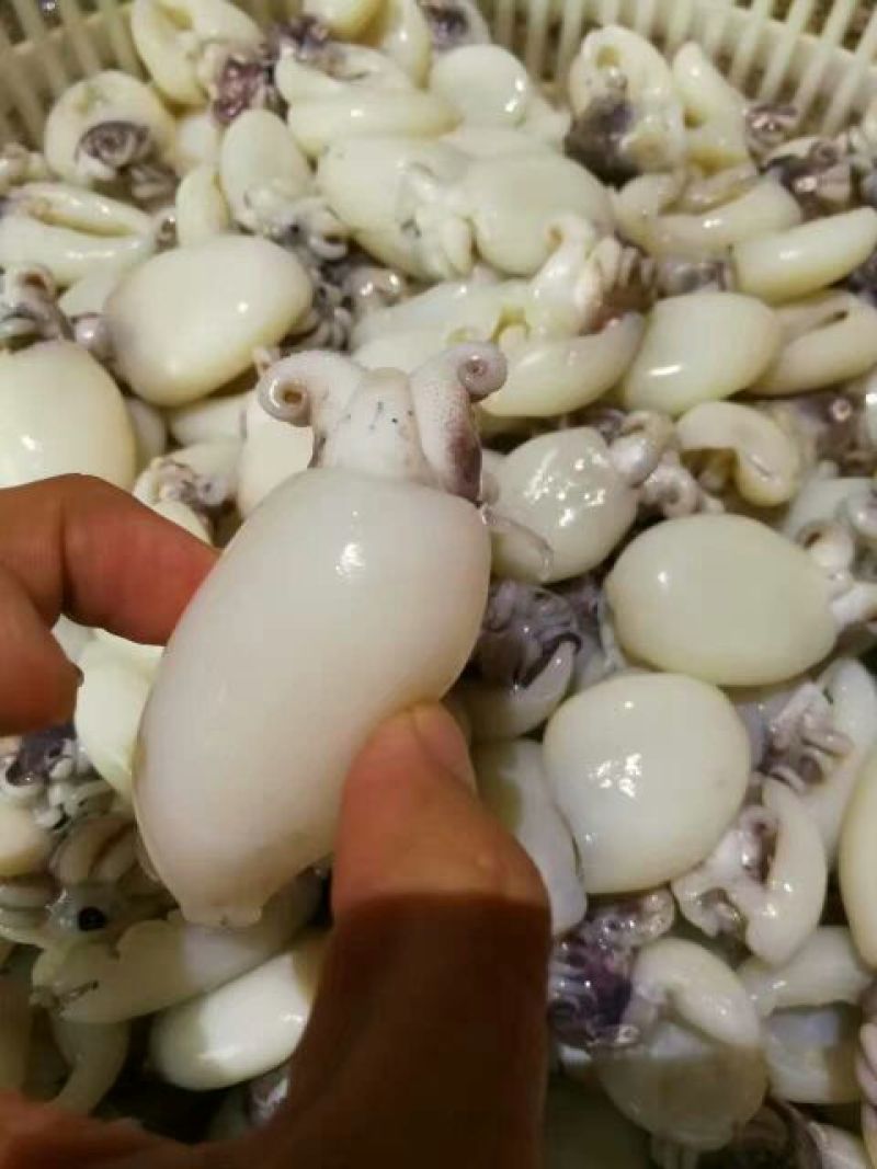 墨鱼仔