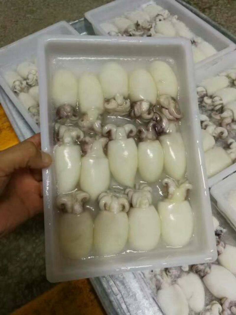墨鱼仔